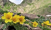 49 Ambretta strisciante (Geum reptans)